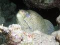 Moray - Giant Moray - Gymnothorax javanicus