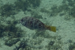 Parrotfish - Yellowtail Parrotfish - Sparisoma rubripinne