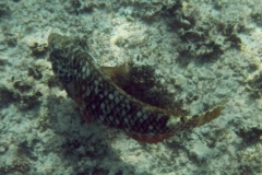 Parrotfish - Yellowtail Parrotfish - Sparisoma rubripinne