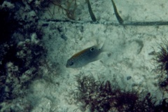 Damselfish - Dusky Damselfish - Stegastes adustus