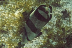 Butterflyfish - Banded Butterflyfish - Chaetodon striatus