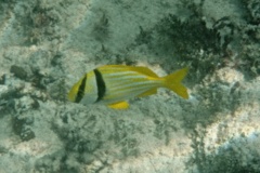 Porkfish - Porkfish - Anisotremus virginicus