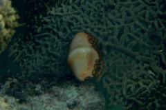 Nudibranches - Flamingo Tongue - Cyphoma gibbosum