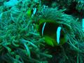 Damselfish - Red Sea Anemonefish - Amphiprion bicinctus