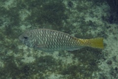 Parrotfish - Yellowtail Parrotfish - Sparisoma rubripinne