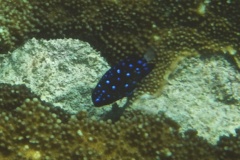 Damselfish - Yellowtail Damselfish - Microspathodon chrysurus