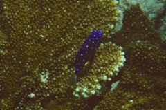 Damselfish - Yellowtail Damselfish - Microspathodon chrysurus