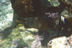 Damselfish - Yellowtail Damselfish - Microspathodon chrysurus