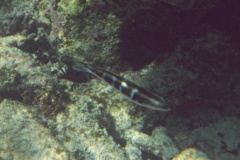 Wrasse - Bluehead Wrasse - Thalassoma bifasciatum