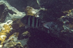 Damselfish - Sergeant Major - Abudefduf saxatilis