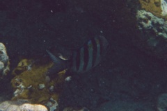 Damselfish - Sergeant Major - Abudefduf saxatilis