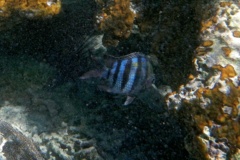 Damselfish - Sergeant Major - Abudefduf saxatilis