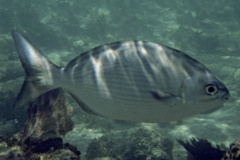 Chubs - Bermuda Chub - Kyphosus sectatrix