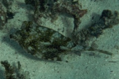 Trunkfish - Honeycomb Cowfish - Acanthostracion polygonia