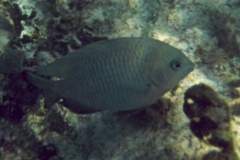 Damselfish - Bicolor Damselfish - Stegastes partitus