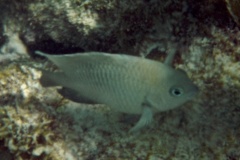 Damselfish - Bicolor Damselfish - Stegastes partitus