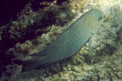 Damselfish - Bicolor Damselfish - Stegastes partitus