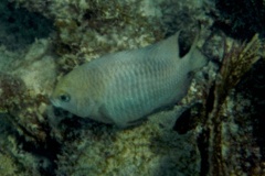 Damselfish - Bicolor Damselfish - Stegastes partitus