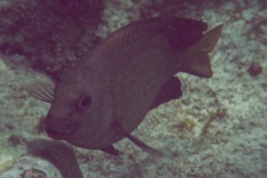 Damselfish - Yellowtail Damselfish - Microspathodon chrysurus