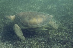 Turtle - Green Sea Turtle - Chelonia mydas