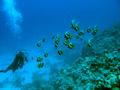 Butterflyfish - Red Sea Bannerfish - Heniochus intermedius