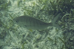 Mojarras - Yellowfin Mojarra - Gerres cinereus