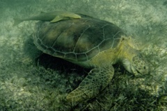 Turtle - Green Sea Turtle - Chelonia mydas