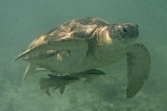 Turtle - Green Sea Turtle - Chelonia mydas