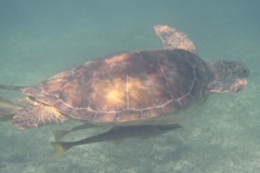 Turtle - Green Sea Turtle - Chelonia mydas