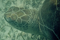 Turtle - Green Sea Turtle - Chelonia mydas