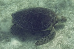 Turtle - Green Sea Turtle - Chelonia mydas