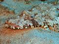 Flatheads - Crocodile Flathead - Cociella crocodila