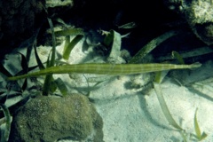 Trumpetfish - Trumpetfish - Aulostomus maculatus