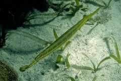 Trumpetfish - Trumpetfish - Aulostomus maculatus