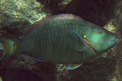 Parrotfish - Stoplight Parrotfish - Sparisoma viride