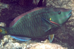 Parrotfish - Stoplight Parrotfish - Sparisoma viride