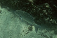 Chubs - Bermuda Chub - Kyphosus sectatrix