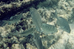 Chubs - Bermuda Chub - Kyphosus sectatrix