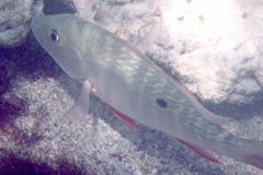 Snappers - Mutton Snapper - Lutjanus analis