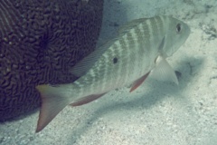 Snappers - Mutton Snapper - Lutjanus analis