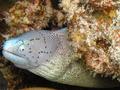 Moray - Geometric Moray - Gymnothorax griseus