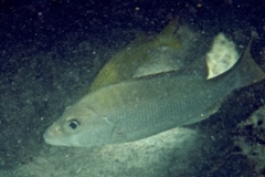 Snappers - Dog Snapper - Lutjanus jocu