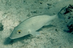 Snappers - Gray Snapper - Lutjanus griseus