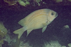 Damselfish - Yellowtail Damselfish - Microspathodon chrysurus