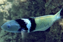 Wrasse - Bluehead Wrasse - Thalassoma bifasciatum