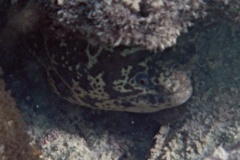 Moray - Chain Moray - Echidna catenata