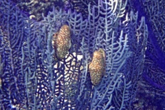 Nudibranches - Flamingo Tongue - Cyphoma gibbosum