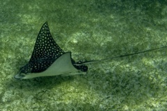 Stingrays - Spotted Eagle Ray - Aetobatus narinari