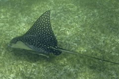 Stingrays - Spotted Eagle Ray - Aetobatus narinari