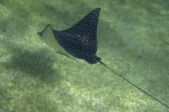 Stingrays - Spotted Eagle Ray - Aetobatus narinari